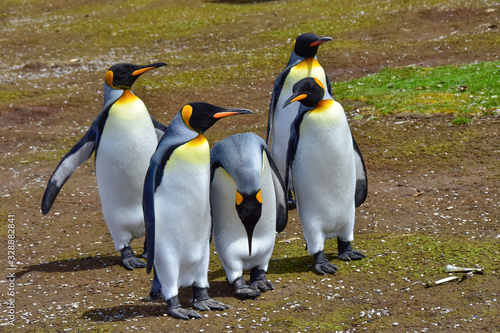 Fototapeta premium King Penguins