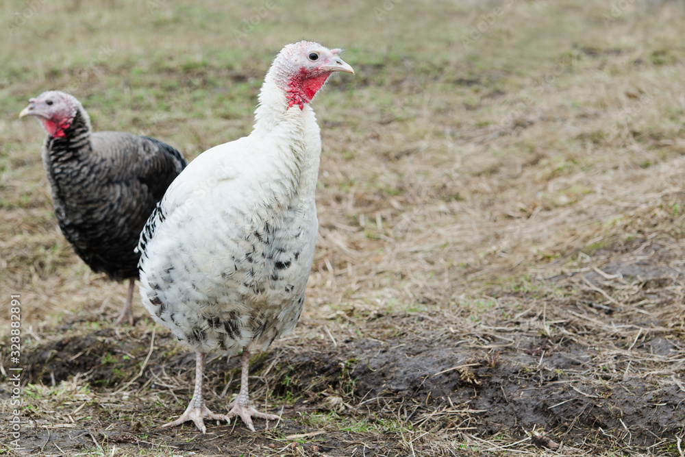 Two domestic turkeys in a farm yard with copy space