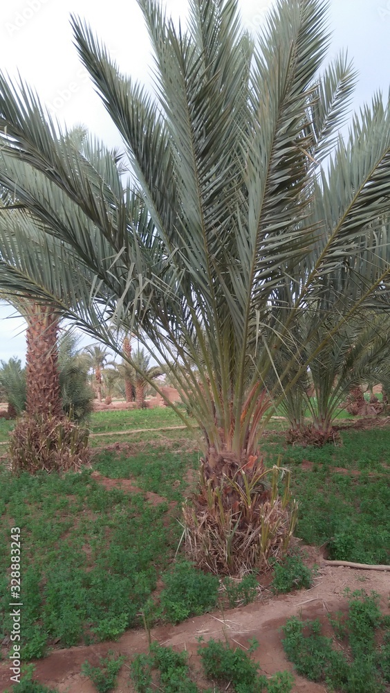 Obraz premium trees in the park