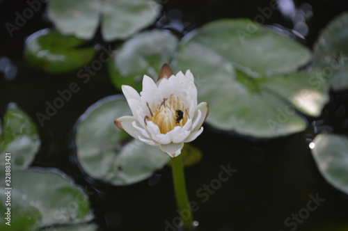 A white lotus flower with insect climbing and green leaves in the basin