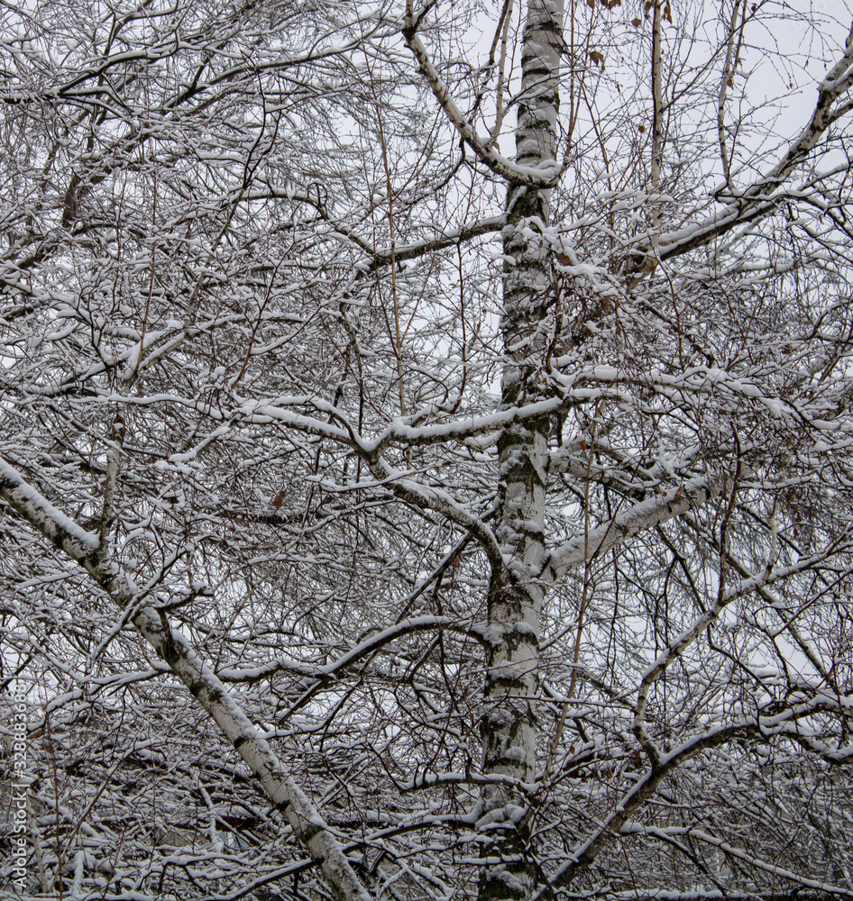 The trunks and branches of the healing birch are covered with snow The trunks and branches of the healing birch are covered with snow