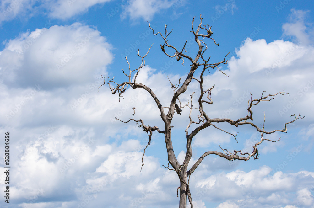 Dry tree without leaves Background of sky and clouds