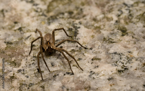wolf spider sitting on a structured floor in spring time, hessen, germany