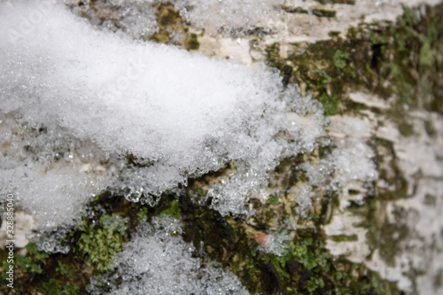 The trunk of winter birch covered with snow and ice floes similar to diamonds