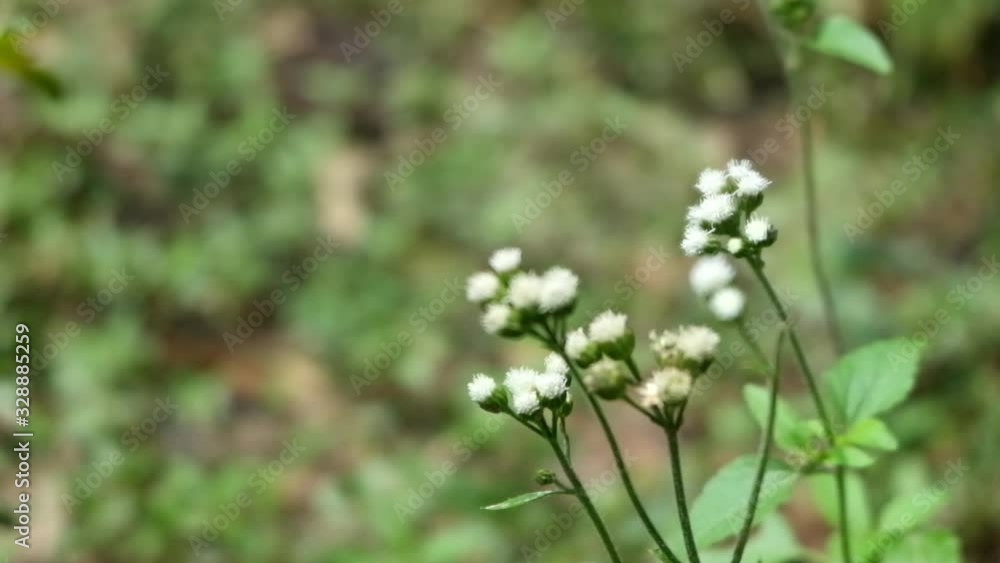 Green grass flowers in the garden, silver grass flower sway in the wind. Green grass flowers in the garden, silver grass flower sway in the wind.