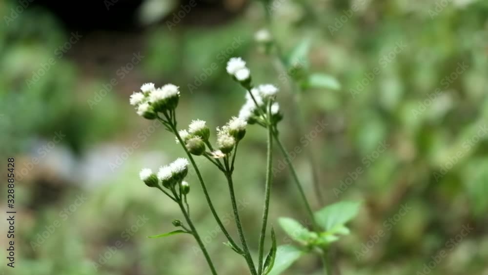 Green grass flowers in the garden, silver grass flower sway in the wind. Green grass flowers in the garden, silver grass flower sway in the wind.