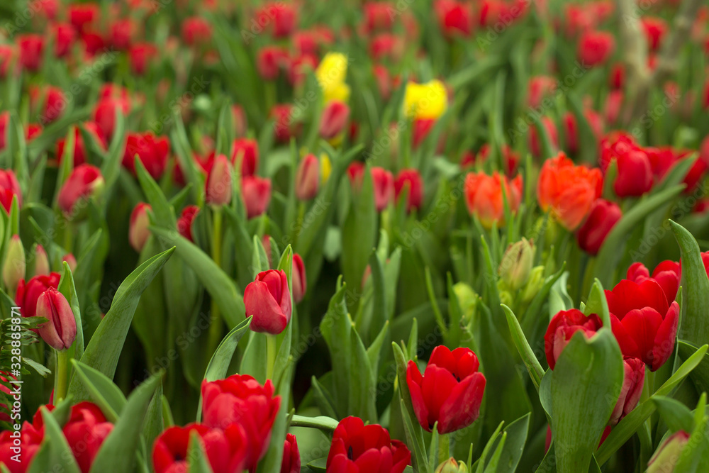 Red tulips field beautiful spring background.
