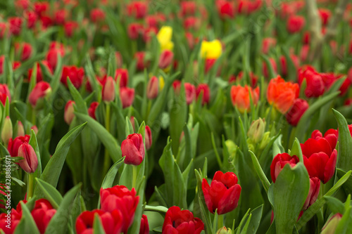 Red tulips field beautiful spring background.