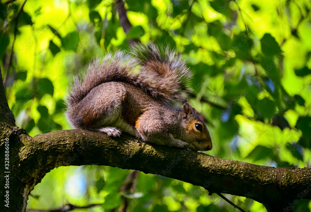 Eichhörnchen Grauhörnchen Sciurus Baumhörnchen Squirrel Park London zutraulich nah Säugetier Nager Nüsse füttern süß Schwanz klettern geschickt