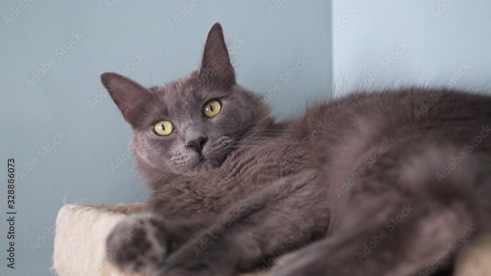 Long haired grey cat lounging during the day Long haired grey cat lounging during the day