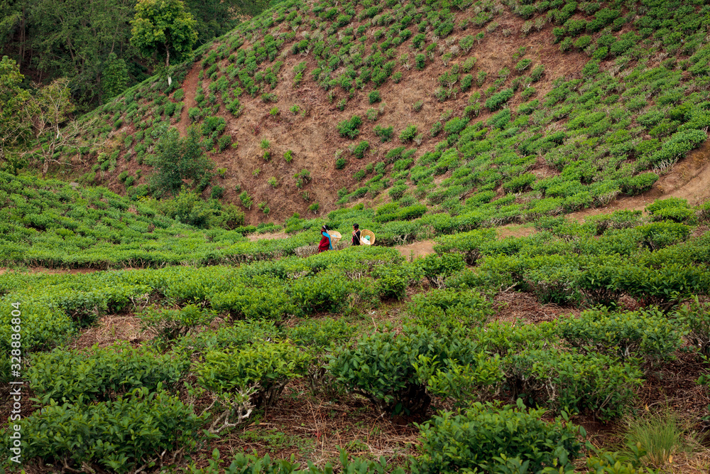Tea pickers, Ilam Nepal