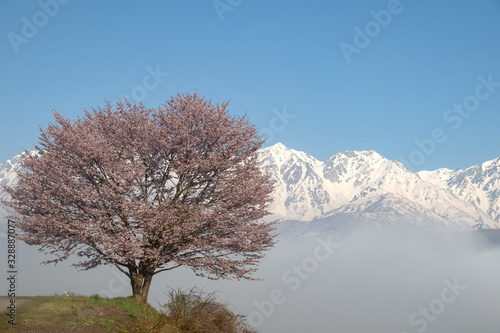 sakura cherry blossom in Japan
