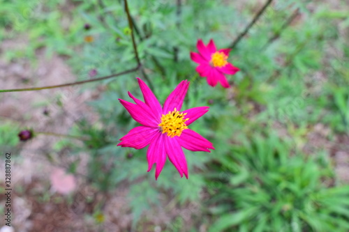 La gerbera de jardín de mi casa