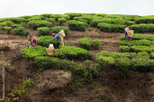 Women picking tea leaves, Ilam, Nepal photo