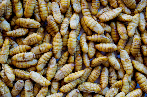 Pupa, silkworm fried food ,Fried insect larvae snack as exotic in Asia ,Thailand.