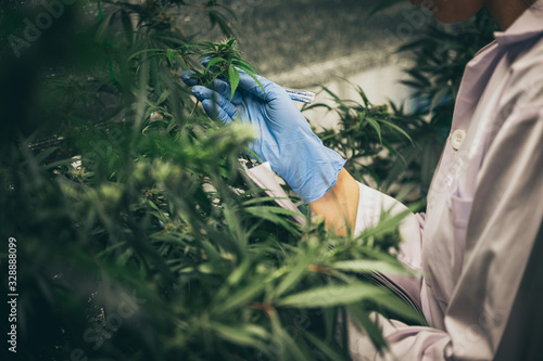 scientist checking hemp pla...