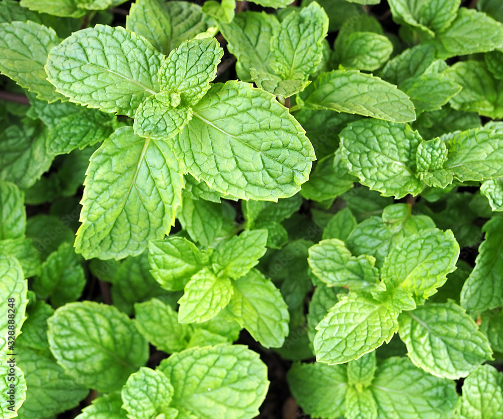 Fresh green mint plant in growth at garden. Fresh green mint plant in growth at garden.