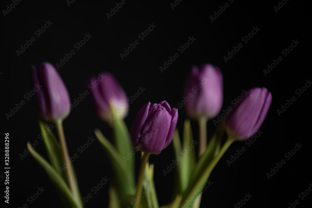 purple tulips with green leaves in darkness, black background purple tulips with green leaves in darkness, black background