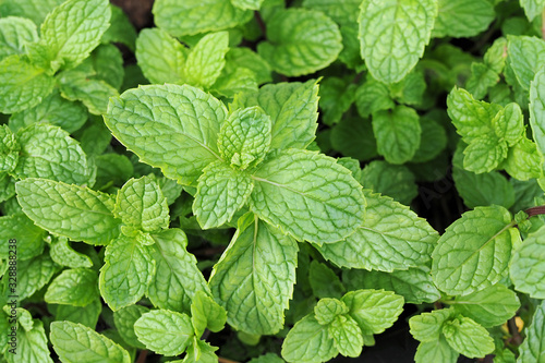 Fresh green mint plant in growth at  garden.