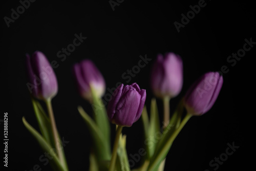 purple tulips with green leaves in darkness  black background