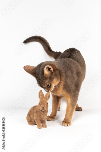 Blue abyssinian cat looking on the easter rabbit isolated on white background © MOZCO Mat Szymański