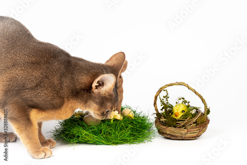 Blue abyssinian catt smelling Easter nest and looking on chicken in basket photo