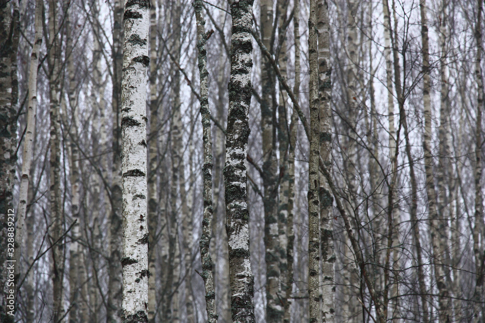 Winter foggy morning. Trunks of young birches and the gray sky create a white-gray-black background. Winter foggy morning. Trunks of young birches and the gray sky create a white-gray-black background.