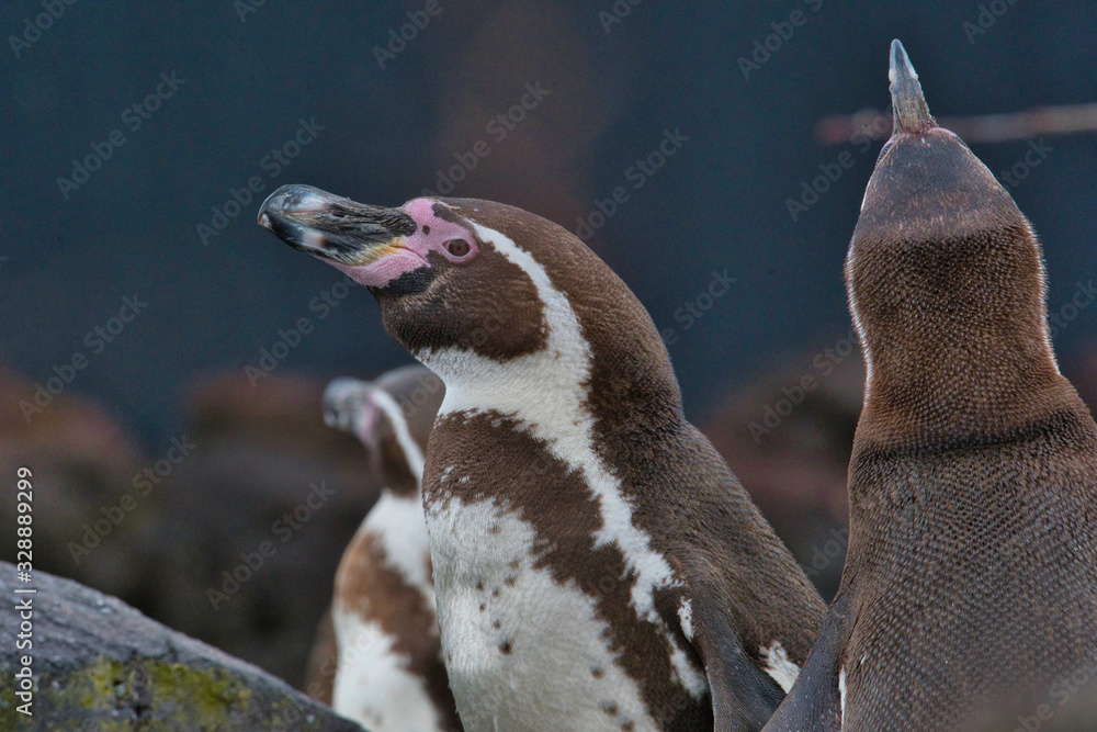 Fototapeta premium Oiseau