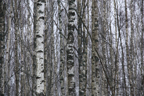 Winter foggy morning. Trunks of young birches and the gray sky create a white-gray-black background.