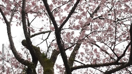 桜の木の上の鳥