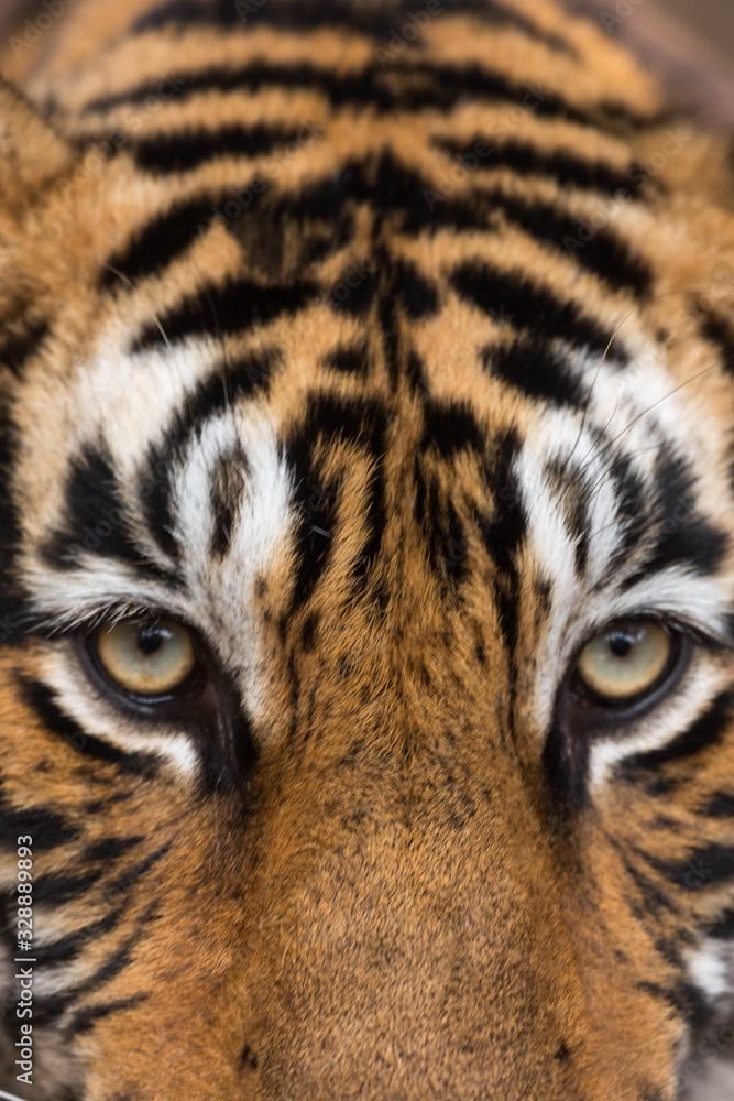 Obraz premium Eyes of Tiger From Ranthambore Rajasthan India