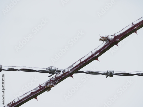 barbed wire and a bramble crossing each other in an x pattern encased in ice photo