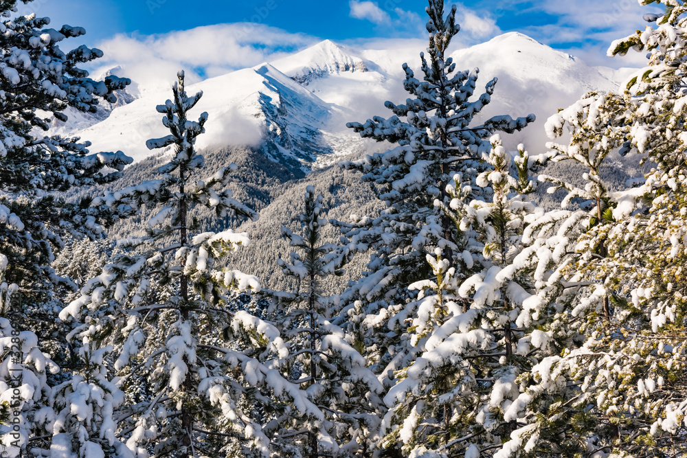 Snowy spruce trees against the background of mountain peaks. Snowy spruce trees against the background of mountain peaks.