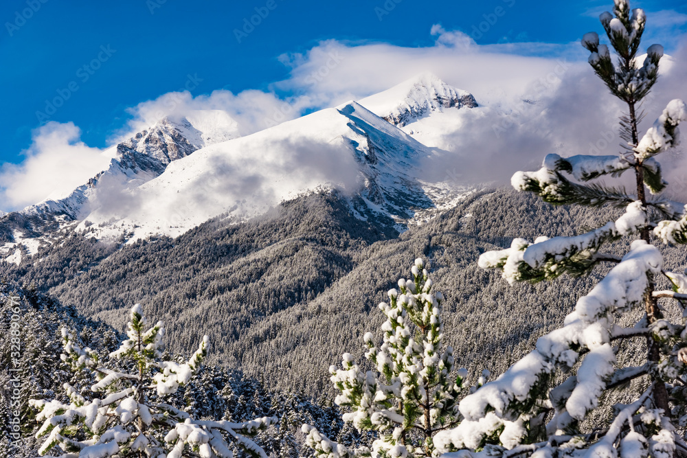 Snowy spruce trees against the background of mountain peaks. Snowy spruce trees against the background of mountain peaks.