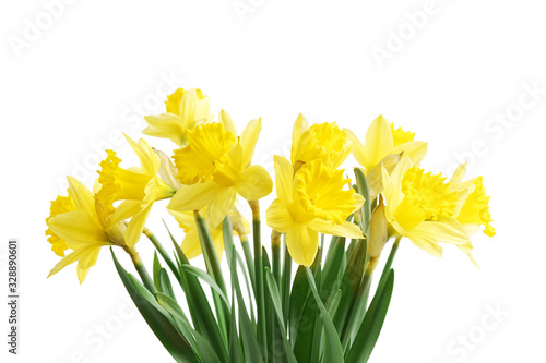Closeup bouquet of flowers daffodils, yellow narcissus  isolated on white