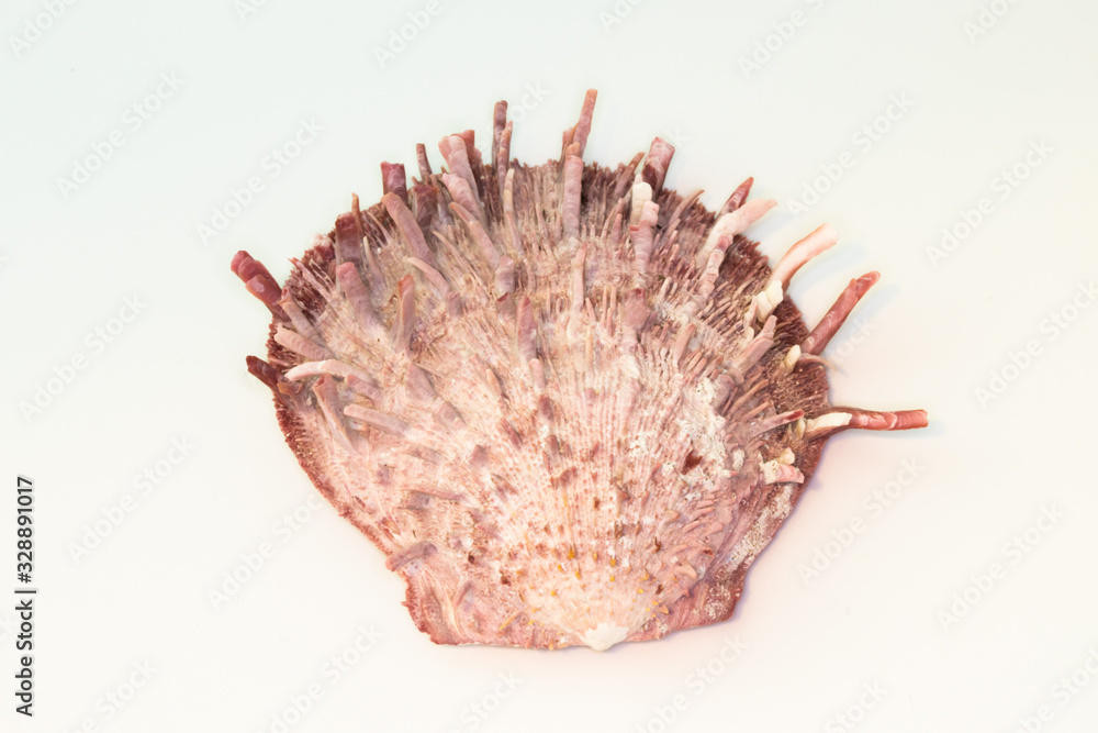 Fototapeta premium Beautiful seashell isolated on a white background
