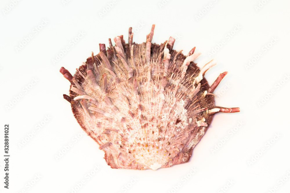 Fototapeta premium Beautiful seashell isolated on a white background