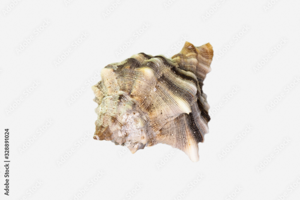 Beautiful seashell isolated on a white background Beautiful seashell isolated on a white background