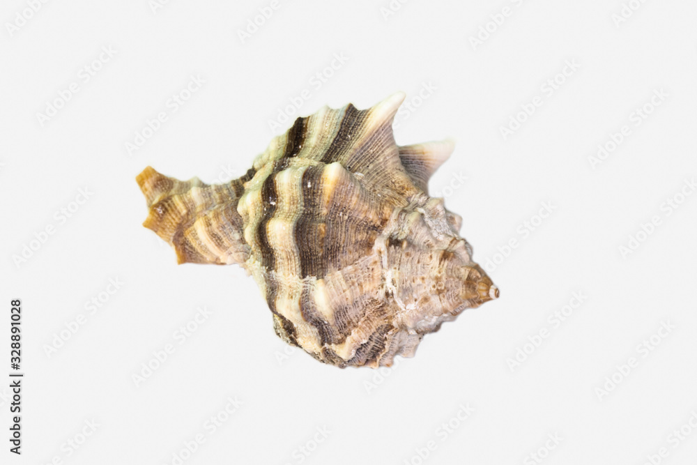 Beautiful seashell isolated on a white background Beautiful seashell isolated on a white background