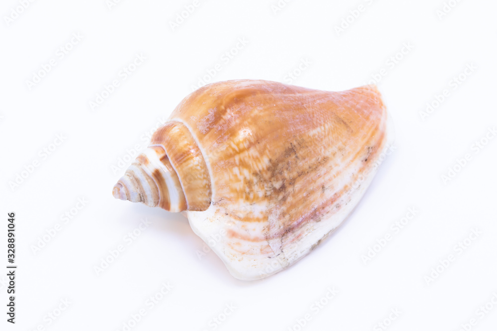 Beautiful seashell isolated on a white background Beautiful seashell isolated on a white background