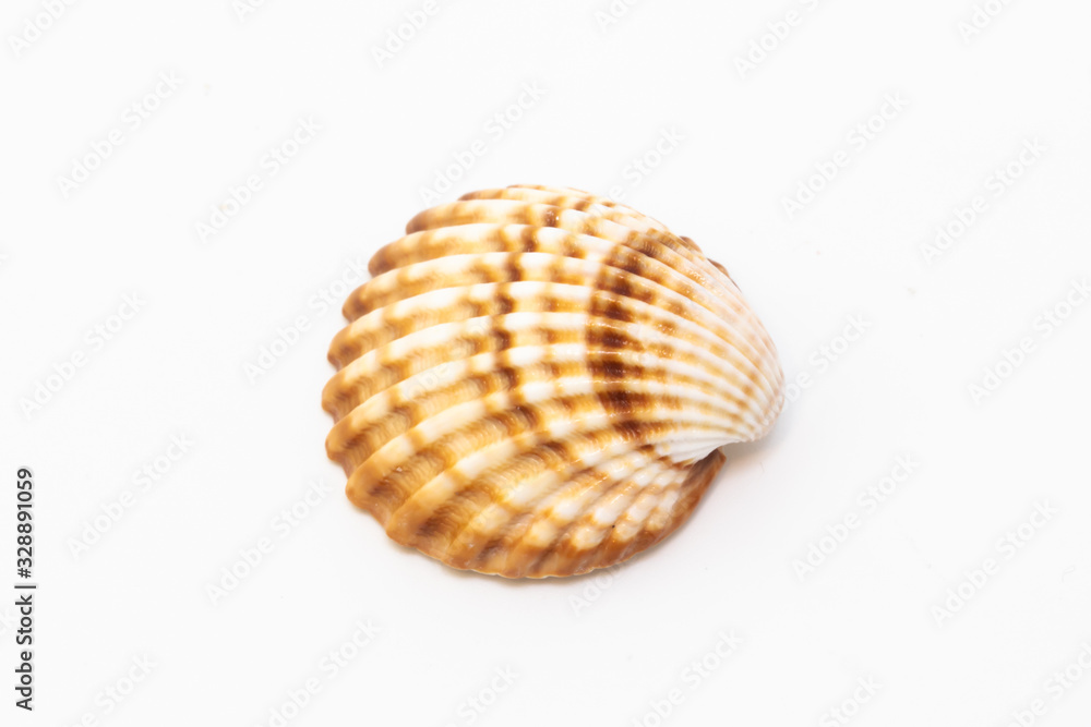 Beautiful seashell isolated on a white background Beautiful seashell isolated on a white background