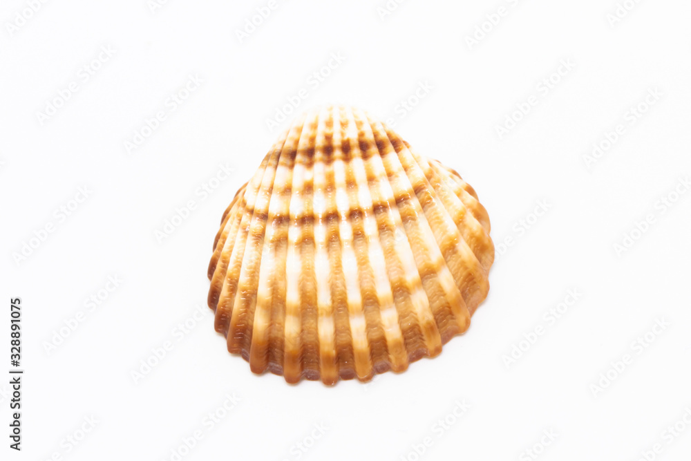Beautiful seashell isolated on a white background Beautiful seashell isolated on a white background