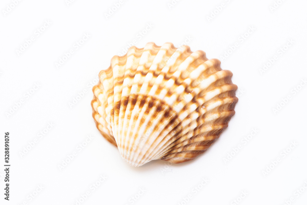 Beautiful seashell isolated on a white background Beautiful seashell isolated on a white background