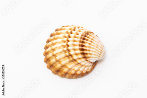 Beautiful seashell isolated on a white background