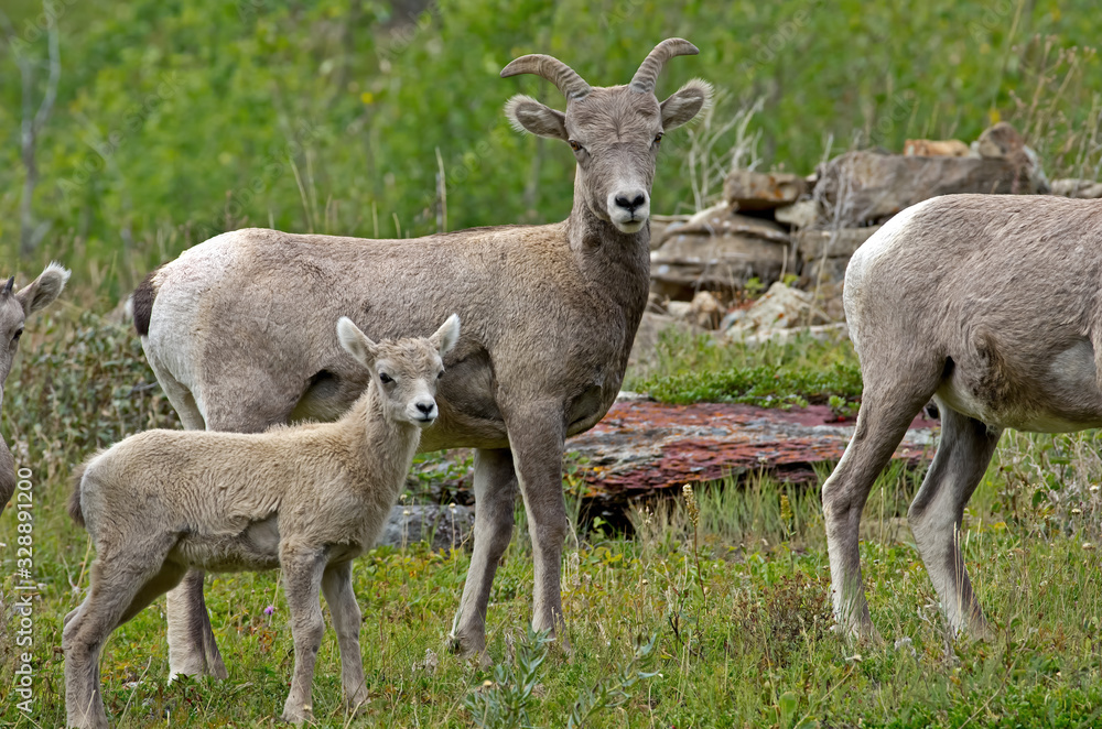 Big horn sheep in Glacier National Park. They are a species of sheep native to North America. The species is named for its large horns. A pair of horns might weigh up to 14 kg or 30 pounds. Big horn sheep in Glacier National Park. They are a species of sheep native to North America. The species is named for its large horns. A pair of horns might weigh up to 14 kg or 30 pounds.