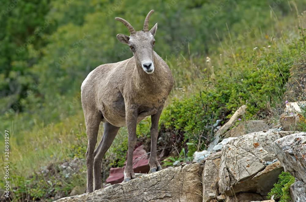 Big horn sheep in Glacier National Park. They are a species of sheep native to North America. The species is named for its large horns. A pair of horns might weigh up to 14 kg or 30 pounds.