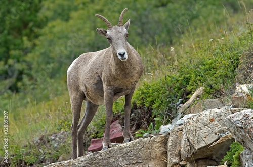 Big horn sheep in Glacier National Park. They are a species of sheep native to North America. The species is named for its large horns. A pair of horns might weigh up to 14 kg or 30 pounds.