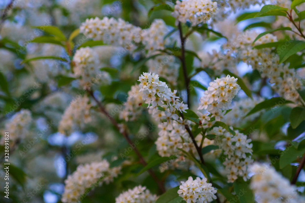 in spring the shrub blooms with white flowers in spring the shrub blooms with white flowers