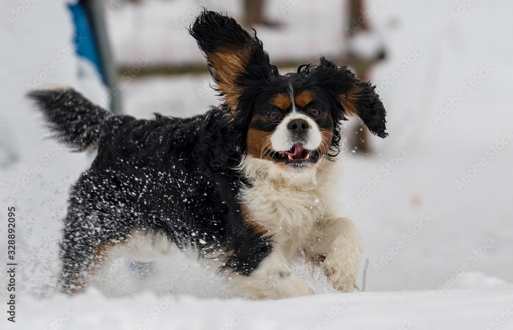 dog jumping in the snow