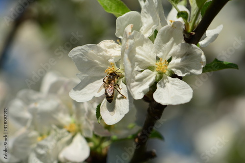 bee on a flower